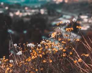 Preview wallpaper flowers, yellow, wild, nature, mountains