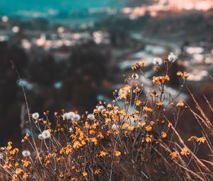 Preview wallpaper flowers, yellow, wild, nature, mountains