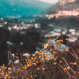 Preview wallpaper flowers, yellow, wild, nature, mountains