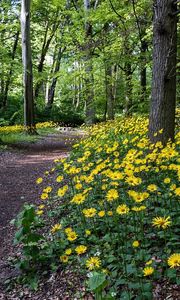 Preview wallpaper flowers, yellow, wood, trees, track, path