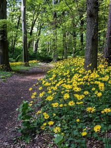 Preview wallpaper flowers, yellow, wood, trees, track, path