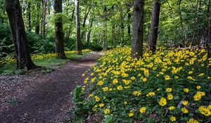 Preview wallpaper flowers, yellow, wood, trees, track, path