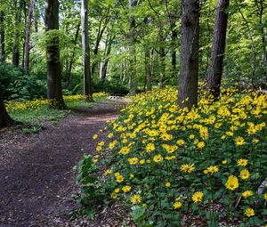 Preview wallpaper flowers, yellow, wood, trees, track, path