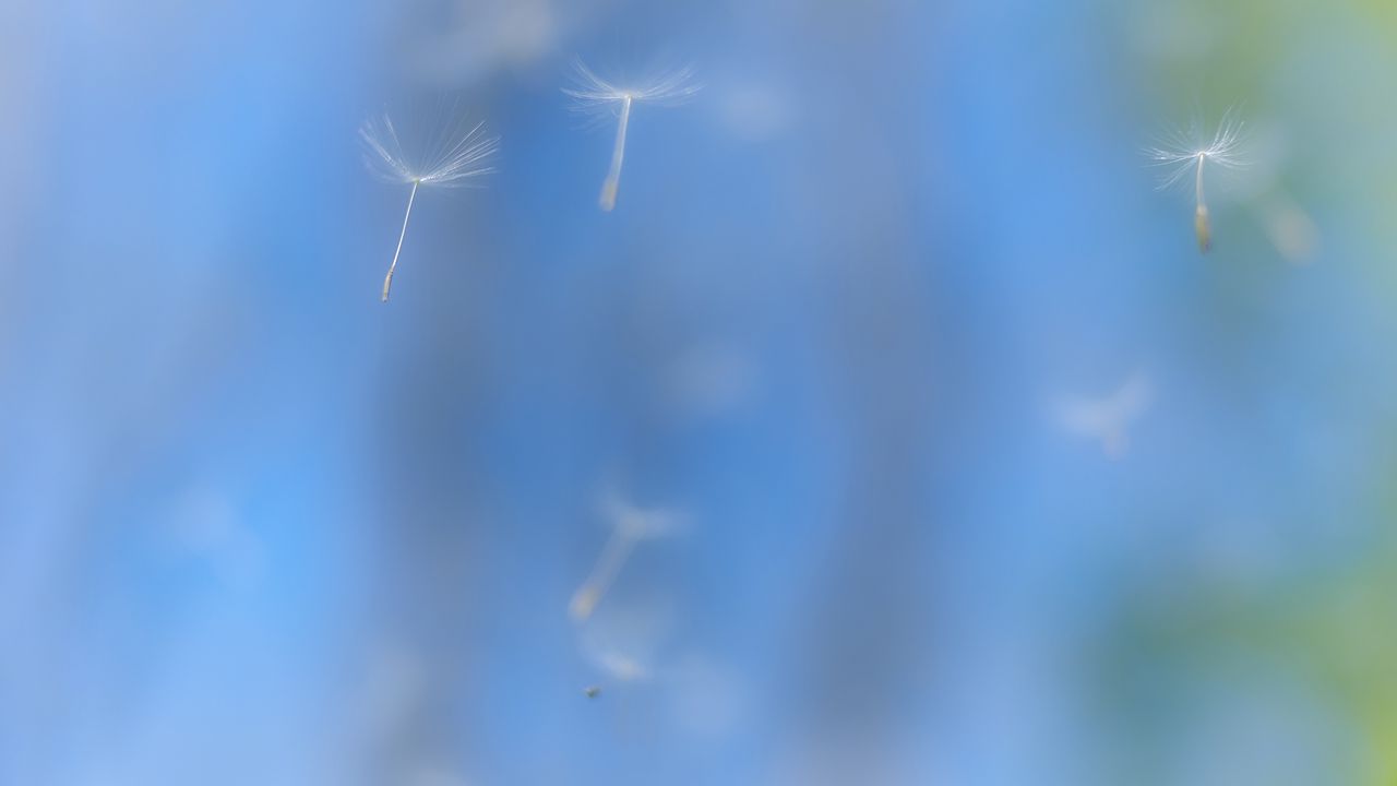 Wallpaper fluff, blur, blue, background, minimalism