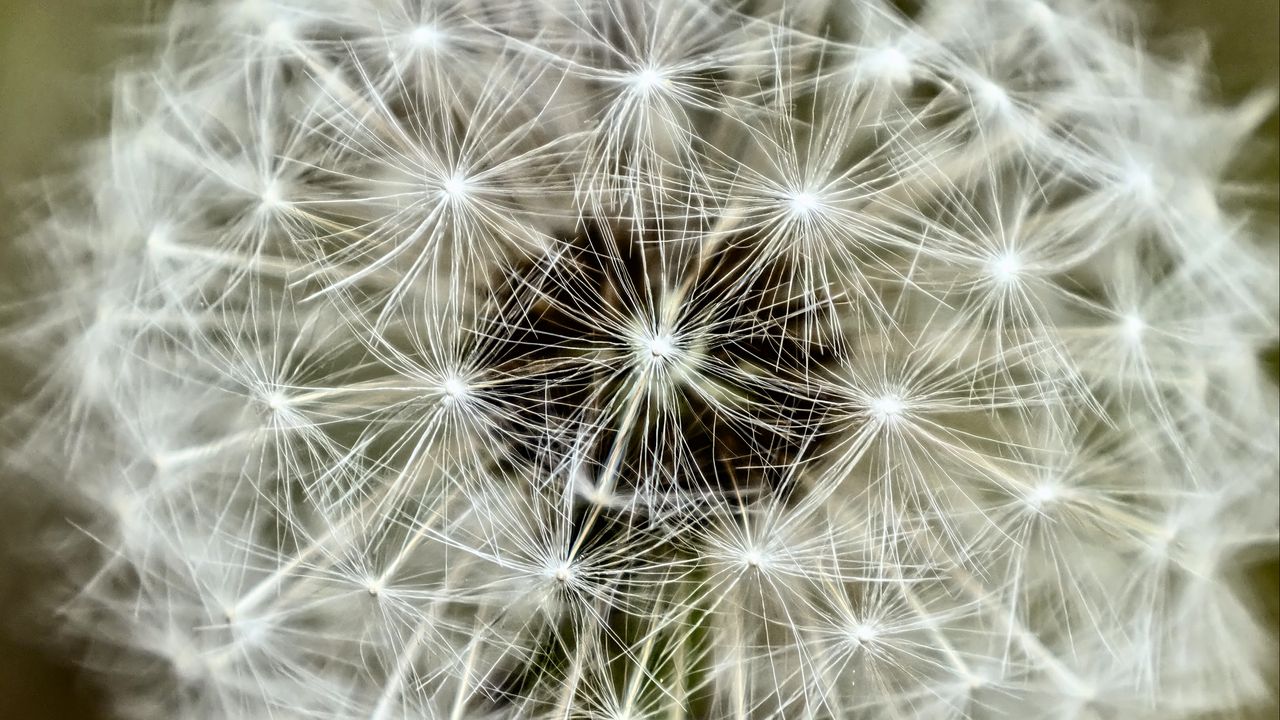 Wallpaper fluff, dandelion, flower, macro, white