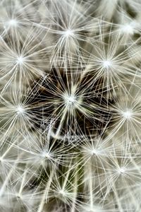 Preview wallpaper fluff, dandelion, flower, macro, white