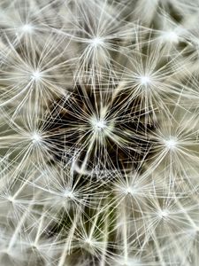 Preview wallpaper fluff, dandelion, flower, macro, white