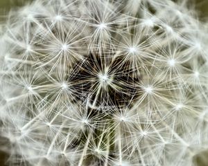 Preview wallpaper fluff, dandelion, flower, macro, white