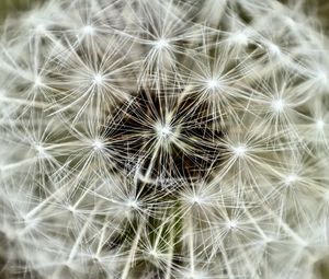 Preview wallpaper fluff, dandelion, flower, macro, white