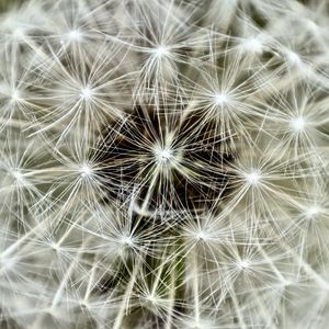 Preview wallpaper fluff, dandelion, flower, macro, white