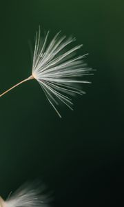 Preview wallpaper fluff, dandelion, flower, macro