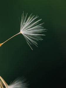 Preview wallpaper fluff, dandelion, flower, macro