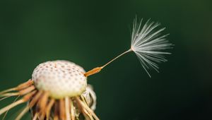 Preview wallpaper fluff, dandelion, flower, macro