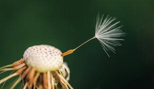 Preview wallpaper fluff, dandelion, flower, macro