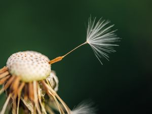 Preview wallpaper fluff, dandelion, flower, macro