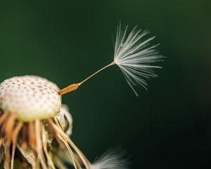 Preview wallpaper fluff, dandelion, flower, macro