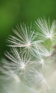 Preview wallpaper fluff, dandelion, flower, blur, macro