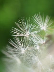 Preview wallpaper fluff, dandelion, flower, blur, macro