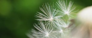 Preview wallpaper fluff, dandelion, flower, blur, macro