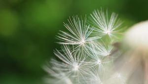 Preview wallpaper fluff, dandelion, flower, blur, macro