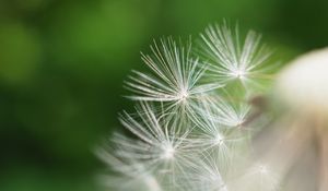 Preview wallpaper fluff, dandelion, flower, blur, macro