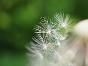 Preview wallpaper fluff, dandelion, flower, blur, macro