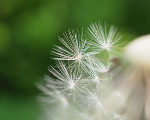 Preview wallpaper fluff, dandelion, flower, blur, macro