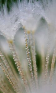 Preview wallpaper fluff, dandelion, flower, drops, macro