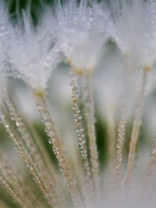 Preview wallpaper fluff, dandelion, flower, drops, macro