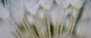 Preview wallpaper fluff, dandelion, flower, drops, macro