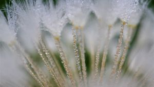 Preview wallpaper fluff, dandelion, flower, drops, macro