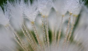 Preview wallpaper fluff, dandelion, flower, drops, macro