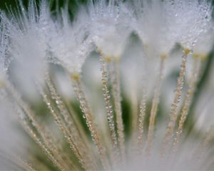 Preview wallpaper fluff, dandelion, flower, drops, macro