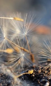 Preview wallpaper fluff, dandelion, macro, flower