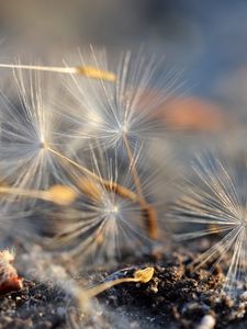 Preview wallpaper fluff, dandelion, macro, flower