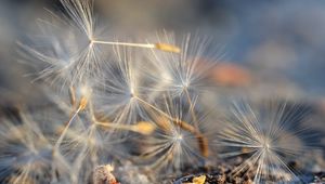 Preview wallpaper fluff, dandelion, macro, flower