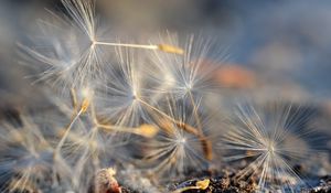 Preview wallpaper fluff, dandelion, macro, flower