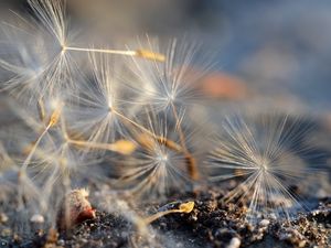 Preview wallpaper fluff, dandelion, macro, flower