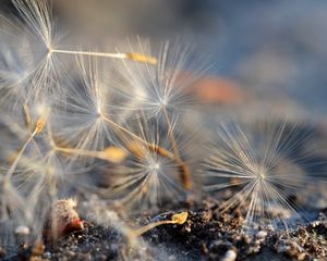 Preview wallpaper fluff, dandelion, macro, flower