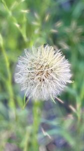 Preview wallpaper fluff, dandelion, macro, blur, flower