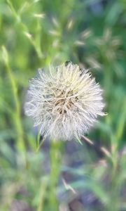 Preview wallpaper fluff, dandelion, macro, blur, flower