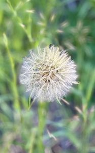 Preview wallpaper fluff, dandelion, macro, blur, flower