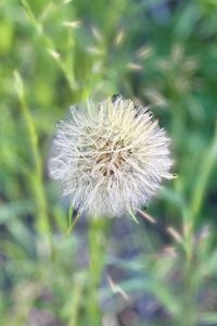 Preview wallpaper fluff, dandelion, macro, blur, flower