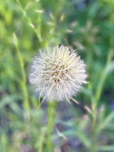 Preview wallpaper fluff, dandelion, macro, blur, flower