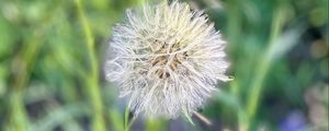 Preview wallpaper fluff, dandelion, macro, blur, flower