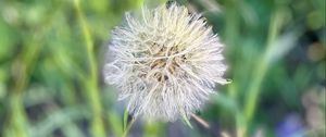 Preview wallpaper fluff, dandelion, macro, blur, flower