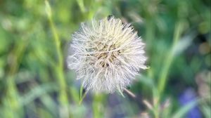 Preview wallpaper fluff, dandelion, macro, blur, flower