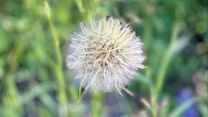 Preview wallpaper fluff, dandelion, macro, blur, flower