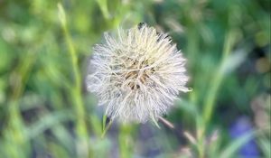 Preview wallpaper fluff, dandelion, macro, blur, flower