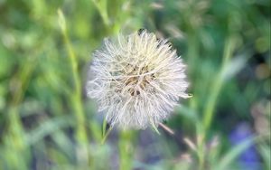 Preview wallpaper fluff, dandelion, macro, blur, flower